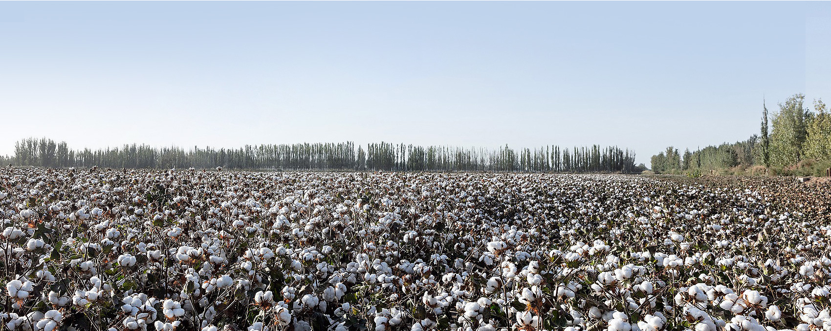 Processed Cotton Largest Exporter of Cotton